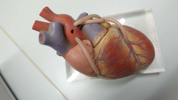 Anatomisches Herzmodell zerlegbar Lehrmodell Medizin Deko