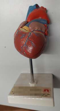 Anatomisches Herzmodell / Lehrmodell Herz – zerlegbar – Medizin / Schule