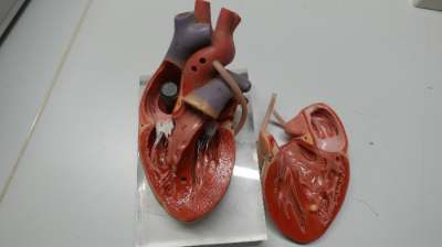 Anatomisches Herzmodell zerlegbar Lehrmodell Medizin Deko