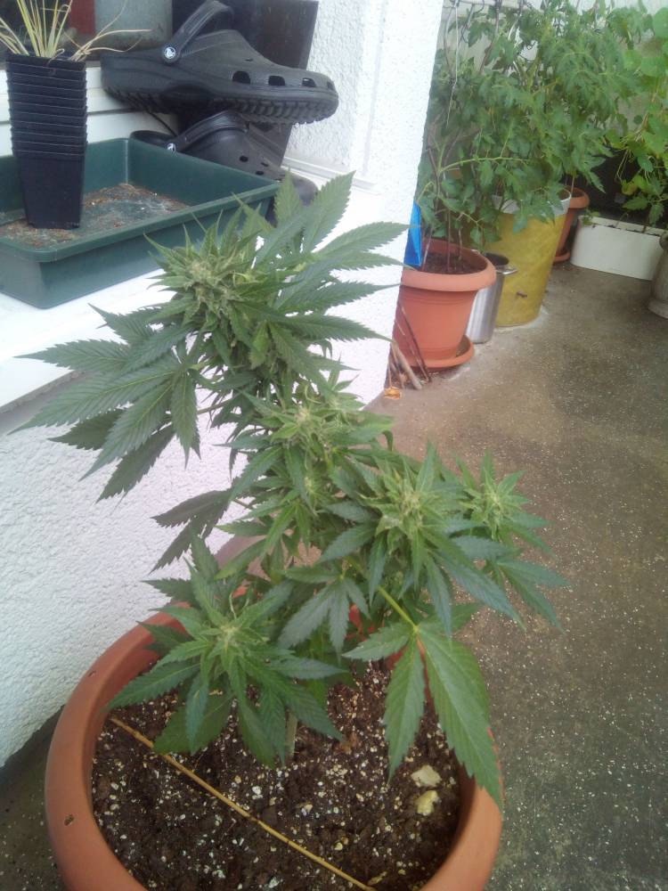 Weinflaschen aus Opelfahrer Haushalt eines einsamen Menschen der einfach zu dumm