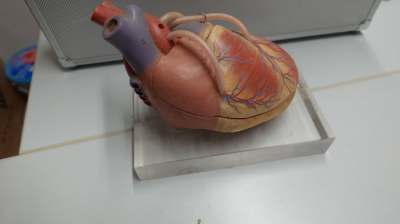 Anatomisches Herzmodell zerlegbar Lehrmodell Medizin Deko