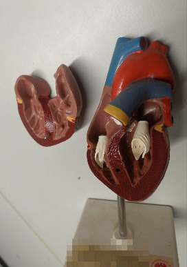 Anatomisches Herzmodell / Lehrmodell Herz – zerlegbar – Medizin / Schule